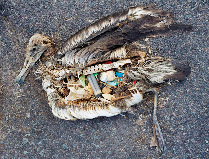 aves muertas por plastico